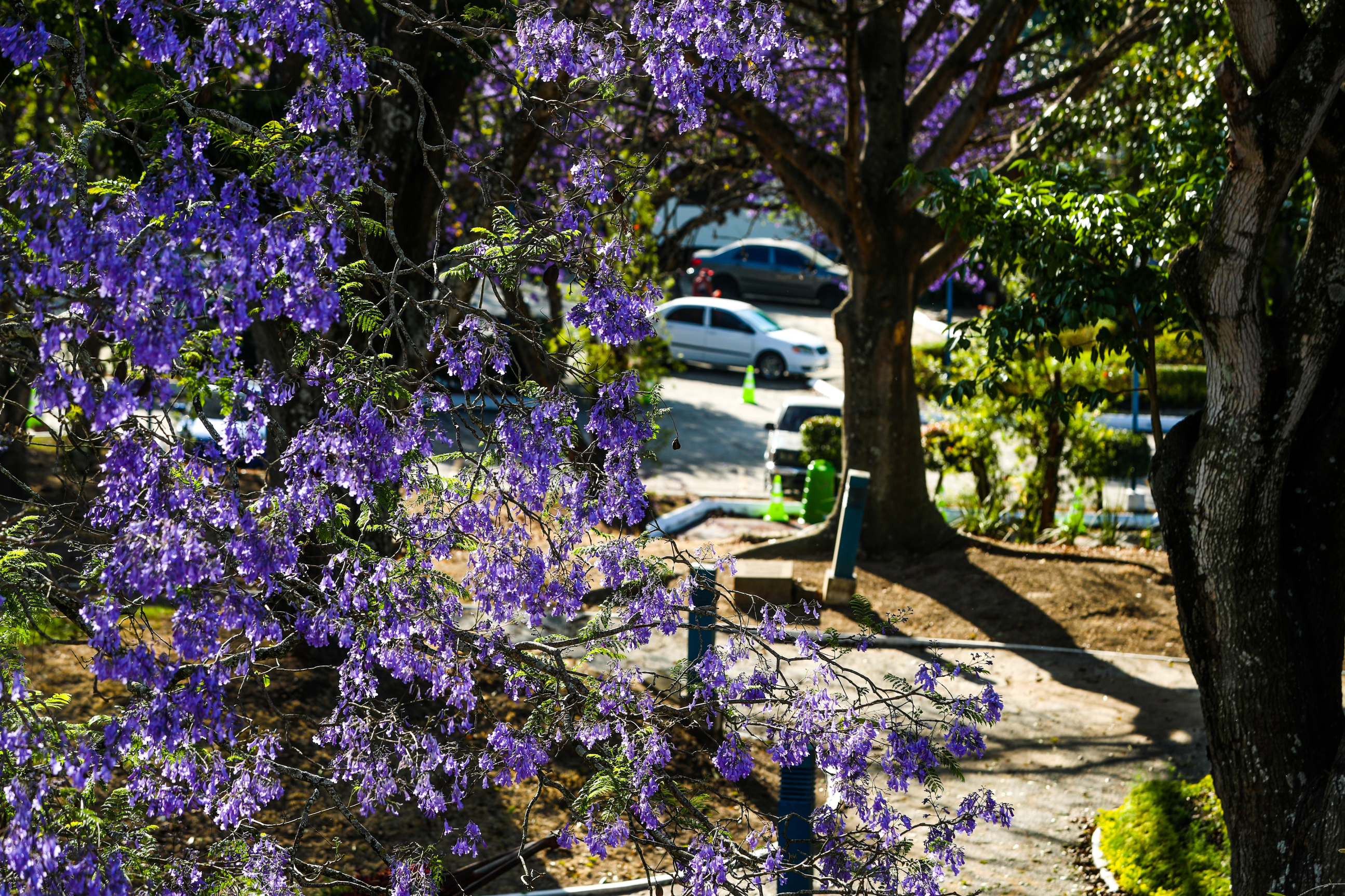 Por qué las jacarandas crecen en época seca