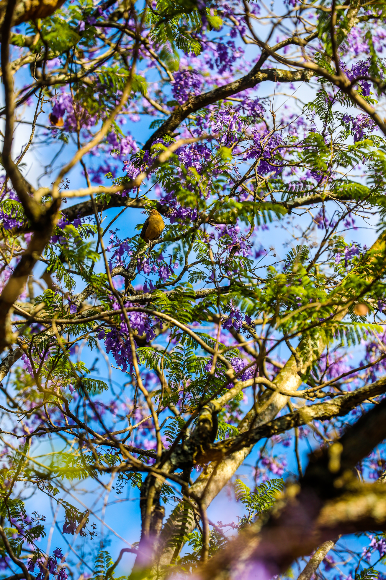 Por qué las jacarandas crecen en época seca