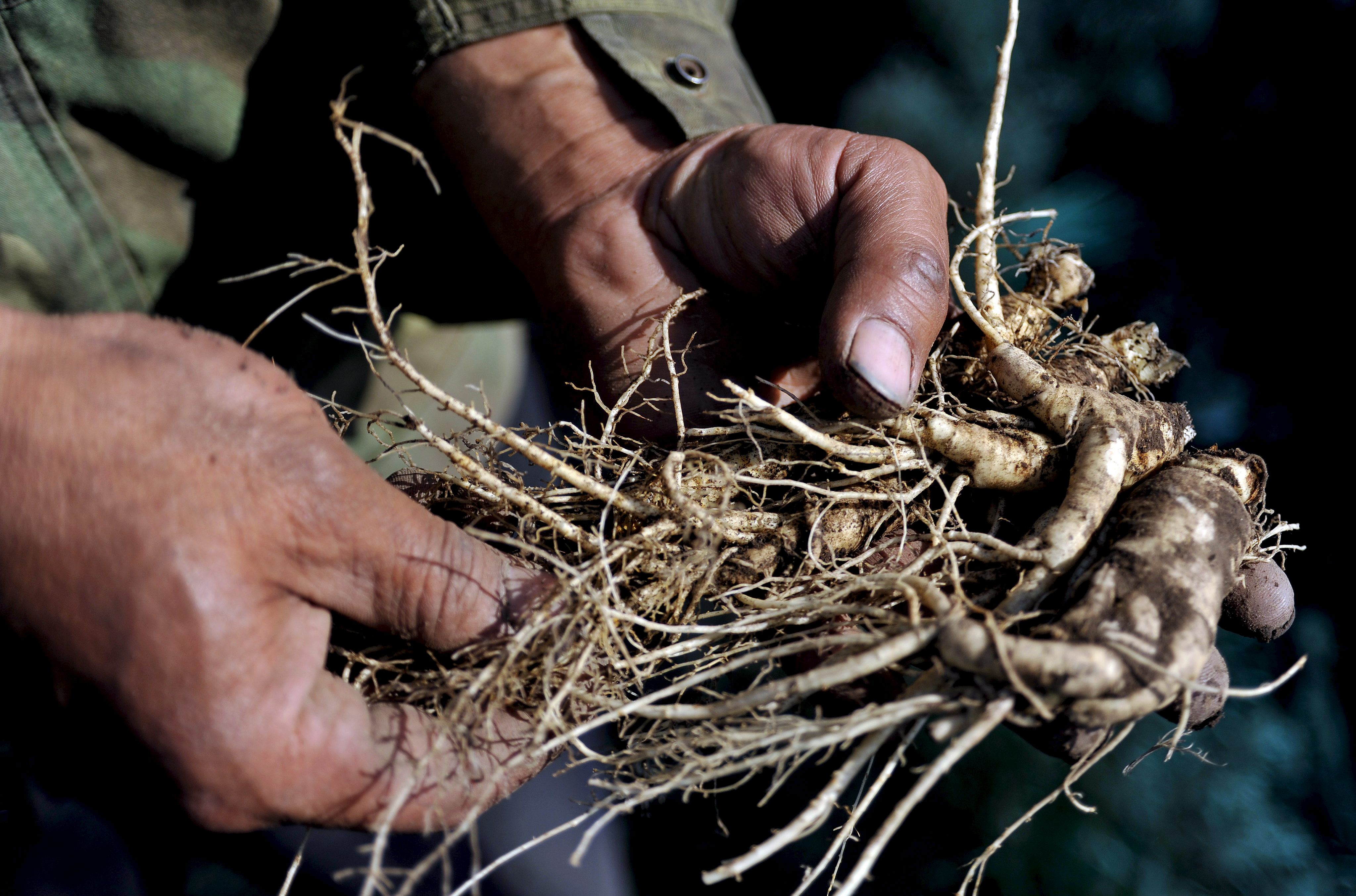 Ginseng, la reina de las plantas medicinales en el mundo