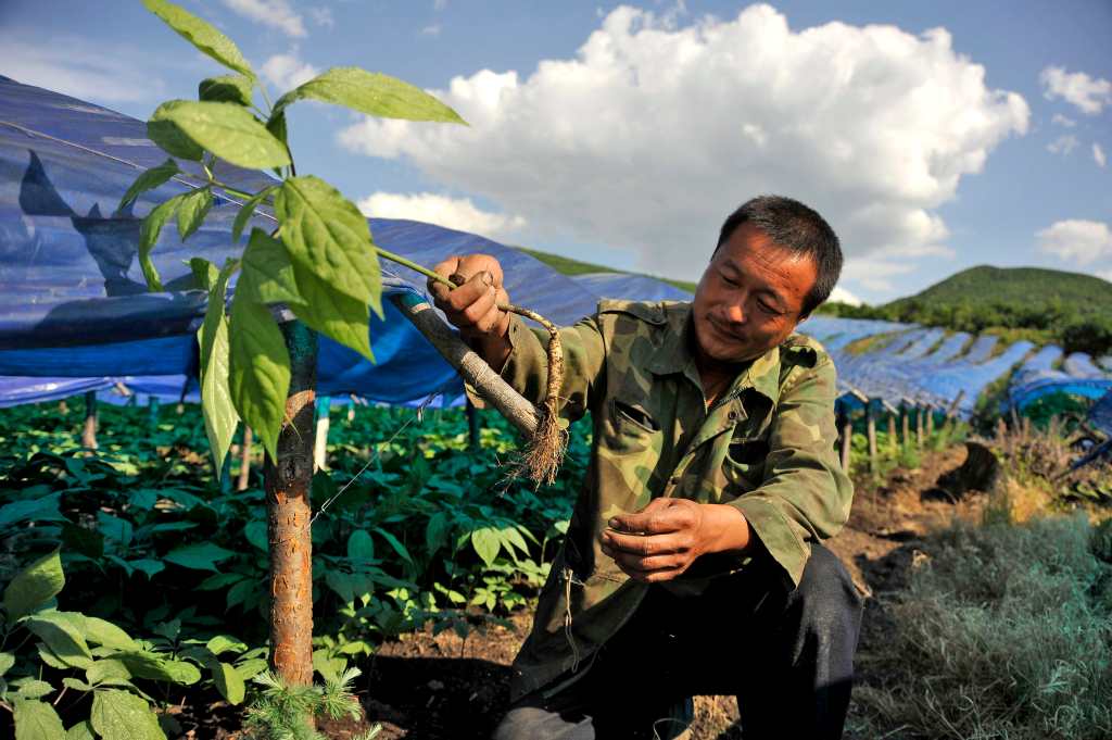 Ginseng, la reina de las plantas medicinales en el mundo 