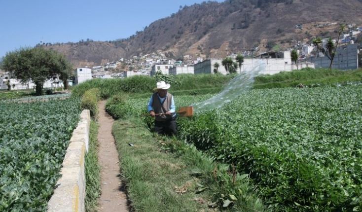 Los costos de producción agrícola han aumentado y podría poner en peligro la seguridad alimentaria, según la FAO. (Foto, Prensa Libre: Hemeroteca PL).