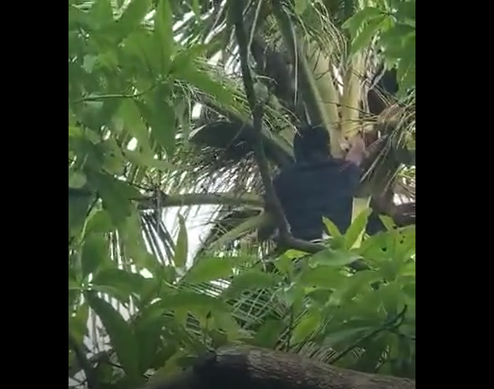 Autoridades localizan celulares ocultos en árboles en la Granja Penal Canadá. (Foto Prensa Libre: PNC)