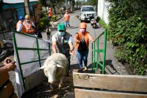 A sheep gets on a truck to go to an improvised shelter  during the simulacrum of the eruption of the Pacaya Volcano, at El Rodeo village in San Vicente Pacaya, 55 Km south of Guatemala City on May 6, 2022. - Residents, authorities and animal welfare organizations carried out the first evacuation drill, focused on animal protection, in the face of an eventual eruption of the Pacaya volcano. (Photo by Johan ORDONEZ / AFP)