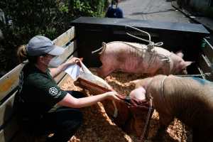 Pigs are seen on a truck to be taken to an improvised shelter during the simulacrum of the eruption of the Pacaya Volcano, at El Rodeo village in San Vicente Pacaya, 55 Km south of Guatemala City on May 6, 2022. - Residents, authorities and animal welfare organizations carried out the first evacuation drill, focused on animal protection, in the face of an eventual eruption of the Pacaya volcano. (Photo by Johan ORDONEZ / AFP)