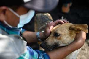 A man caresses a dog before it goes to an improvised shelter during the simulacrum of the eruption of the Pacaya Volcano, at El Rodeo village in San Vicente Pacaya, 55 Km south of Guatemala City on May 6, 2022. - Residents, authorities and animal welfare organizations carried out the first evacuation drill, focused on animal protection, in the face of an eventual eruption of the Pacaya volcano. (Photo by Johan ORDONEZ / AFP)