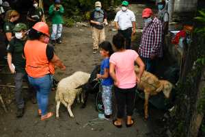 Resident are seen with their goats and sheep before they go to an improvised shelter during the simulacrum of the eruption of the Pacaya Volcano, at El Rodeo village in San Vicente Pacaya, 55 Km south of Guatemala City on May 6, 2022. - Residents, authorities and animal welfare organizations carried out the first evacuation drill, focused on animal protection, in the face of an eventual eruption of the Pacaya volcano. (Photo by Johan ORDONEZ / AFP)