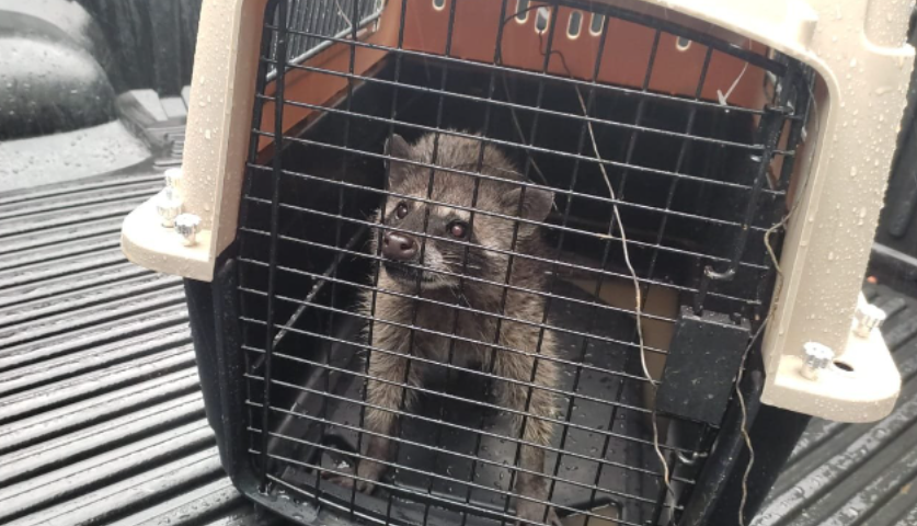 MAPACHE HALLADO EN PREVENTIVO DE LA ZONA 18