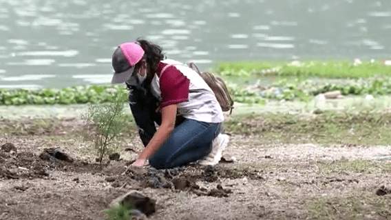 Fotografía de la plantación de árboles en Amatitlán