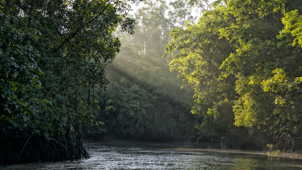 Ratanabá, Amazonía