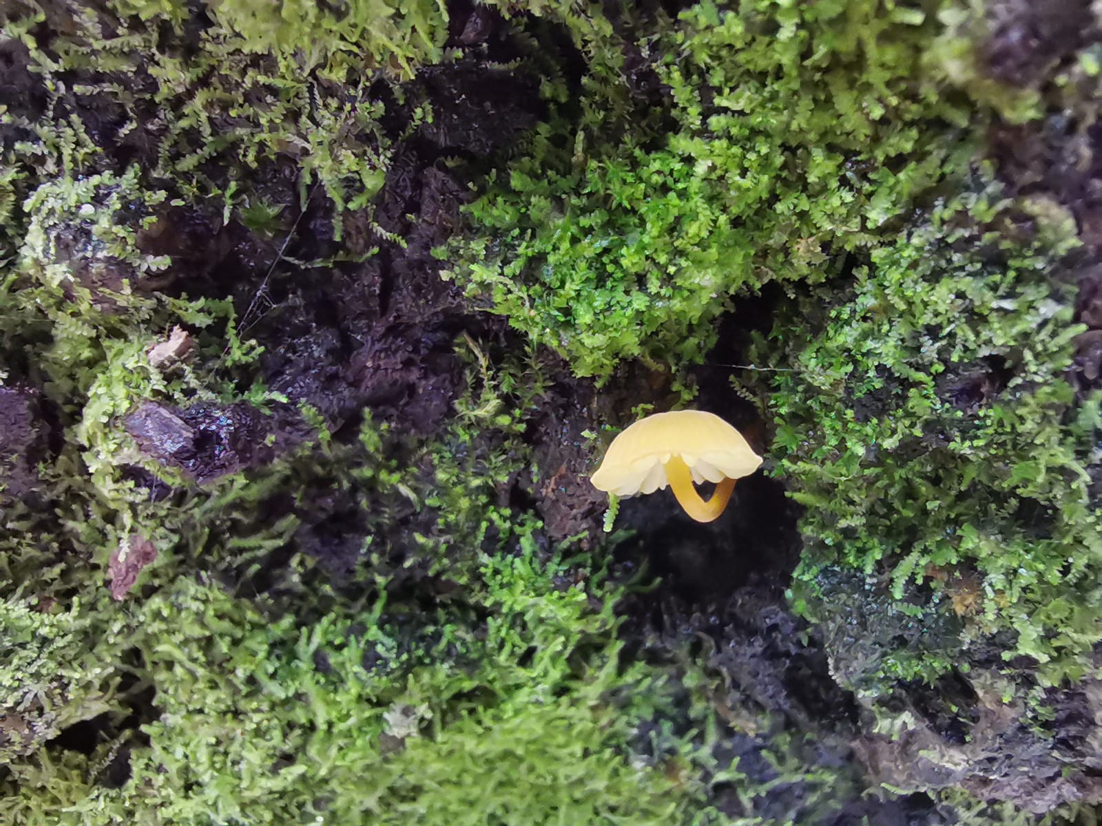 Durante la temporada de lluvias los hongos tienen las mejores condiciones para su crecimiento. (Foto Prensa Libre: César Pérez Marroquín)