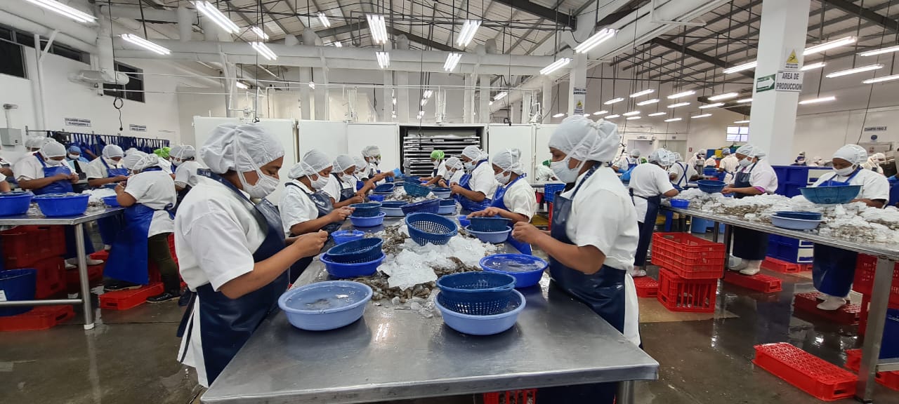 producción camarones pescado gusanos de harina