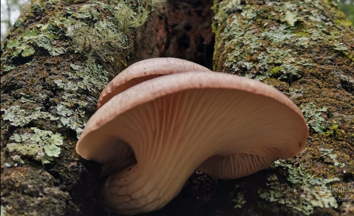 Gran variedad de hongos crece durante la temporada de lluvia, pero algunas especies son venenosas. (Foto Prensa Libre: César Pérez Marroquín)