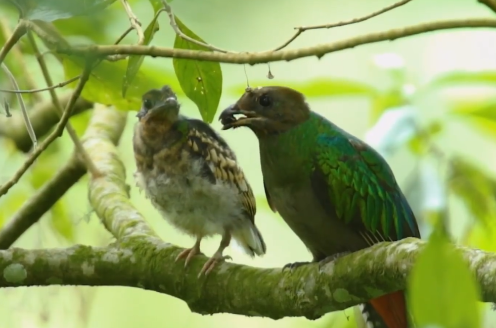 Quetzal hembra alimenta a su pichón en reserva natural de Santiago Atitlán, Sololá. (Foto Prensa Libre: Tomada del video con autorización de Ottoniel Cojulun)