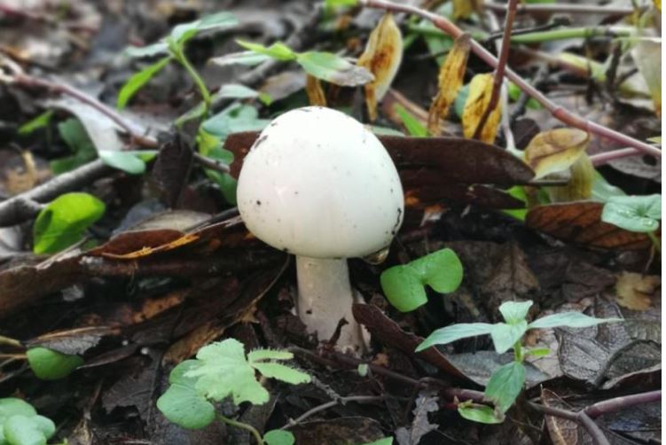 Experto afirma que, como regla general, los hongos que son completamente blancos podrían ser altamente venenosos. (Foto: Ministerio de Salud)