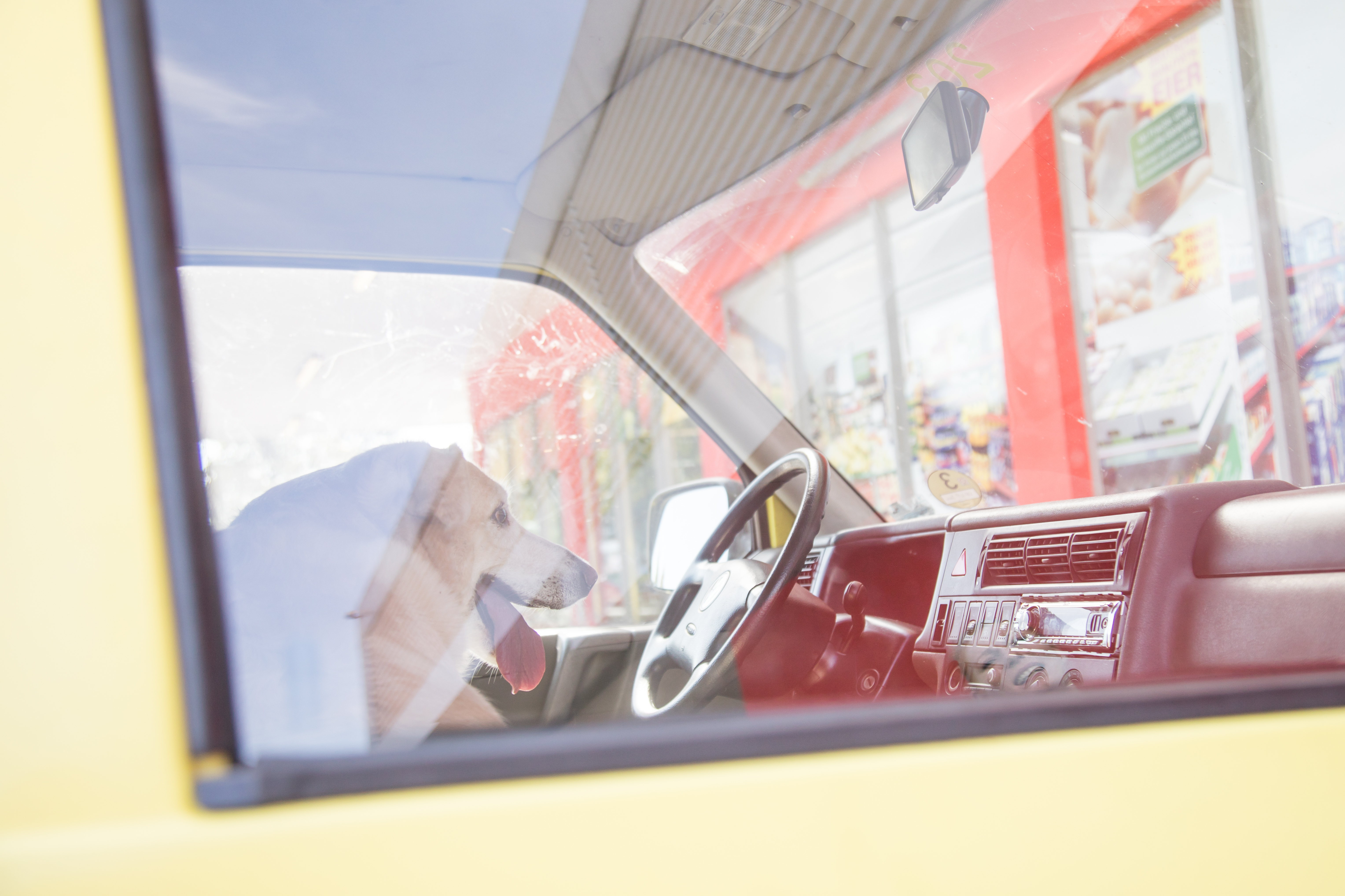 Atención con el calor en el carro, ¡puede ser letal!