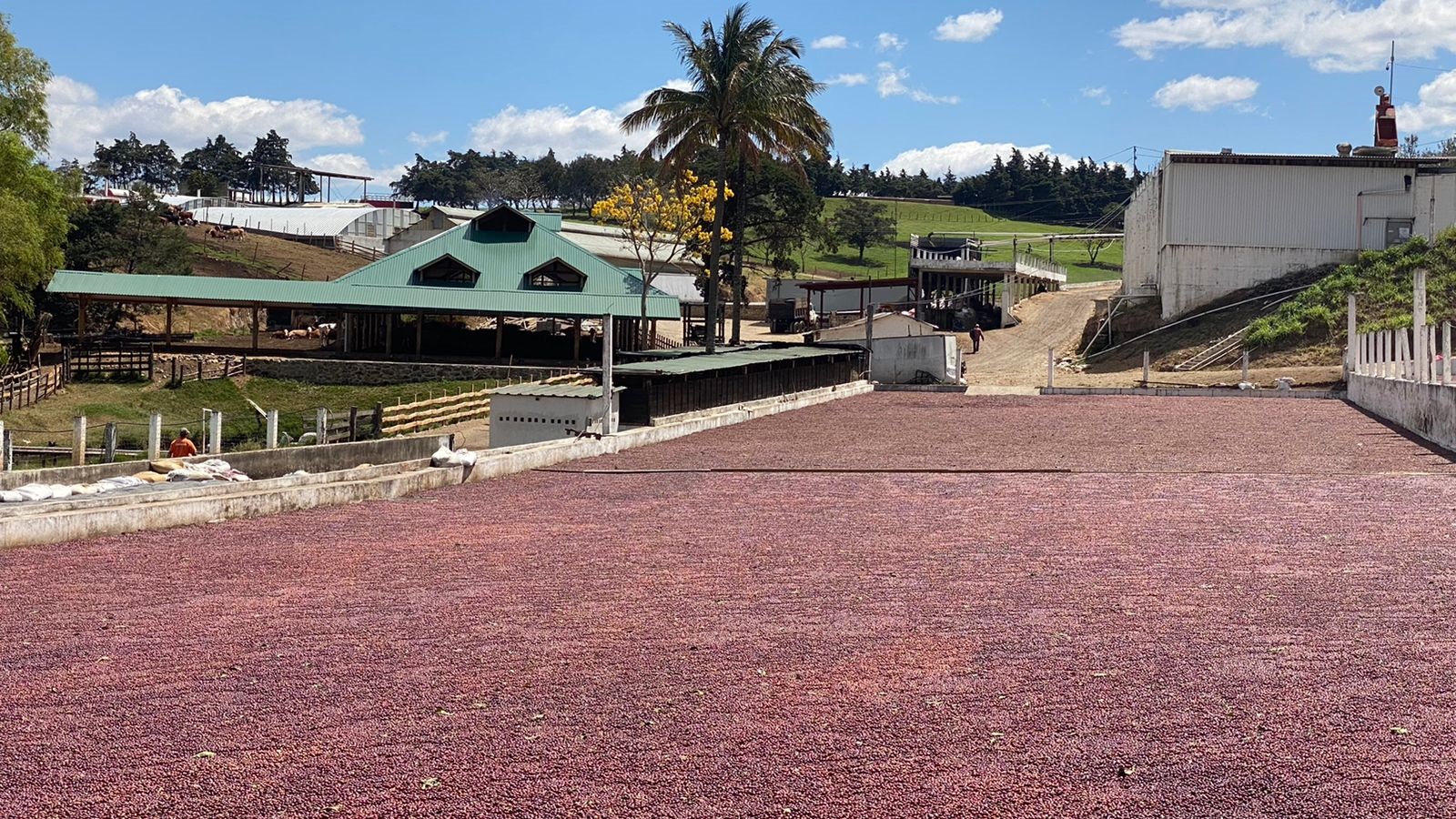 Secado de café en la finca El Morito, Mataquescuintla, Jalapa