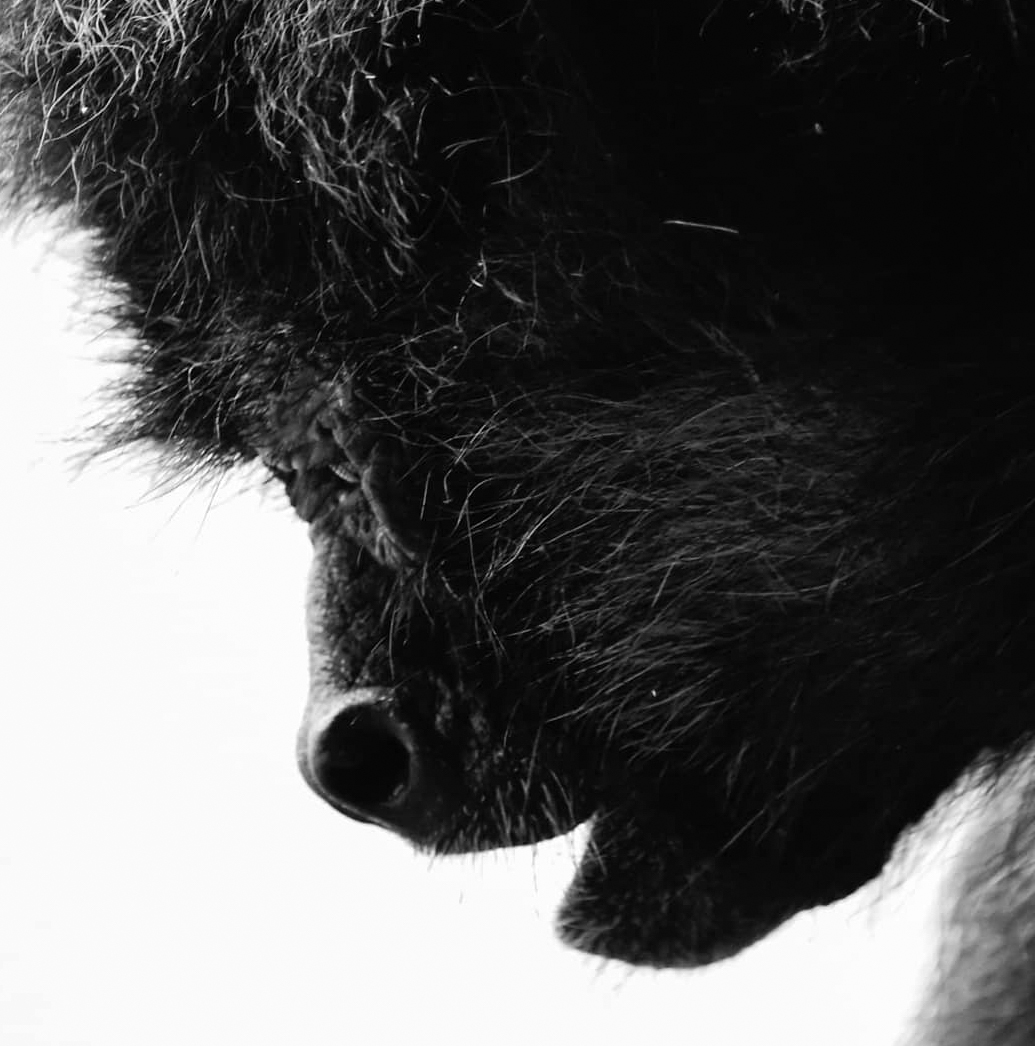Foto de Cindy Lorenzo de un mono araña