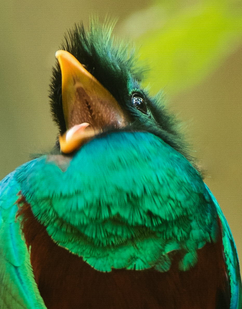 fotografía de Cindy Lorenzo de un quetzal