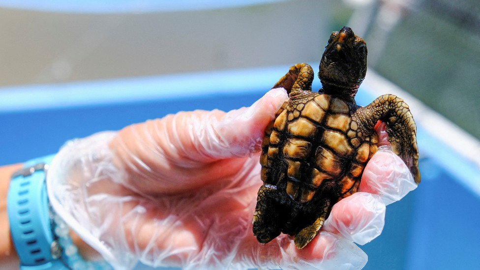 Una cría en el Hospital de Tortugas en localidad de Marathon, en la Florida. (REUTERS)