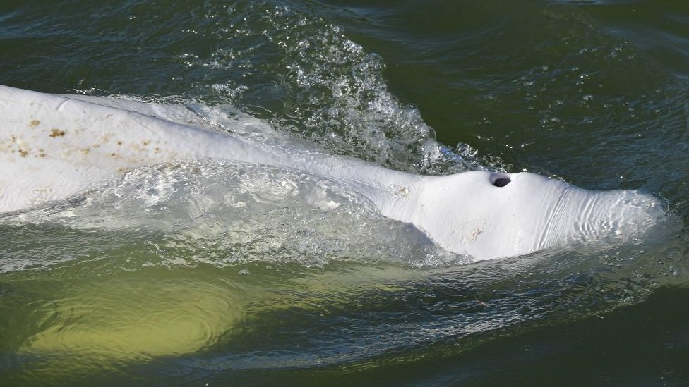 Ballena río Sena