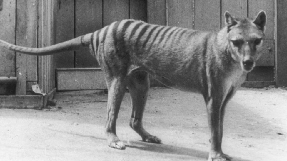 El último tigre de Tasmania murió en el zoo de Hobart en 1936.
GETTY IMAGES
