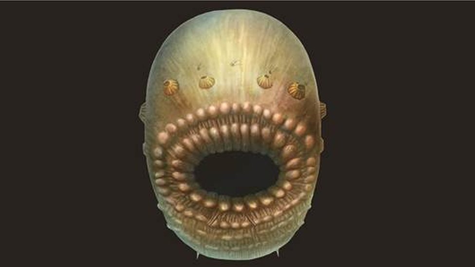 Reconstrucción artística de Saccorhytus coronarius, basada en los hallazgos fósiles originales.
CAMBRIDGE UNIVERSITY
