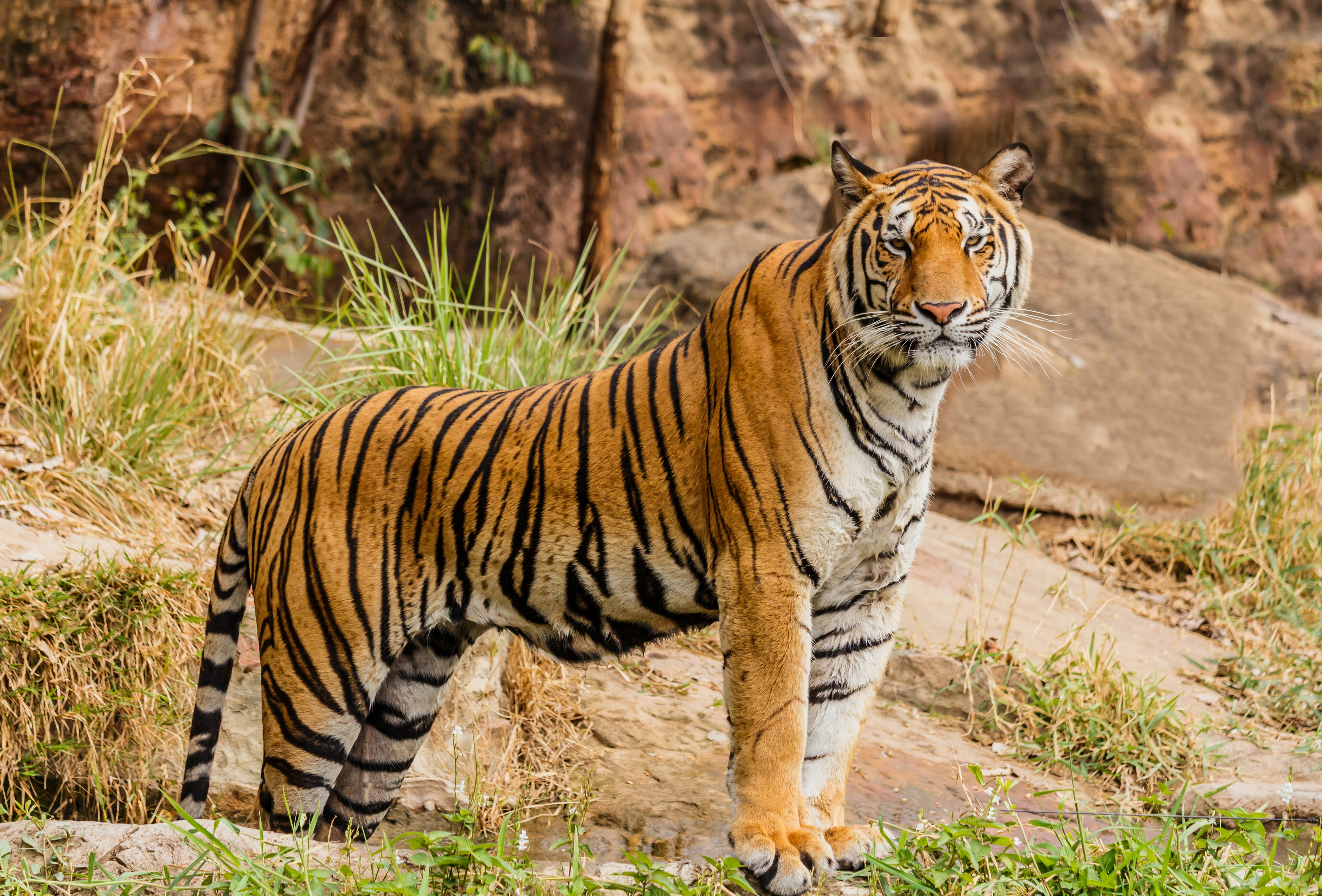 Tigre ataca a mujer en India