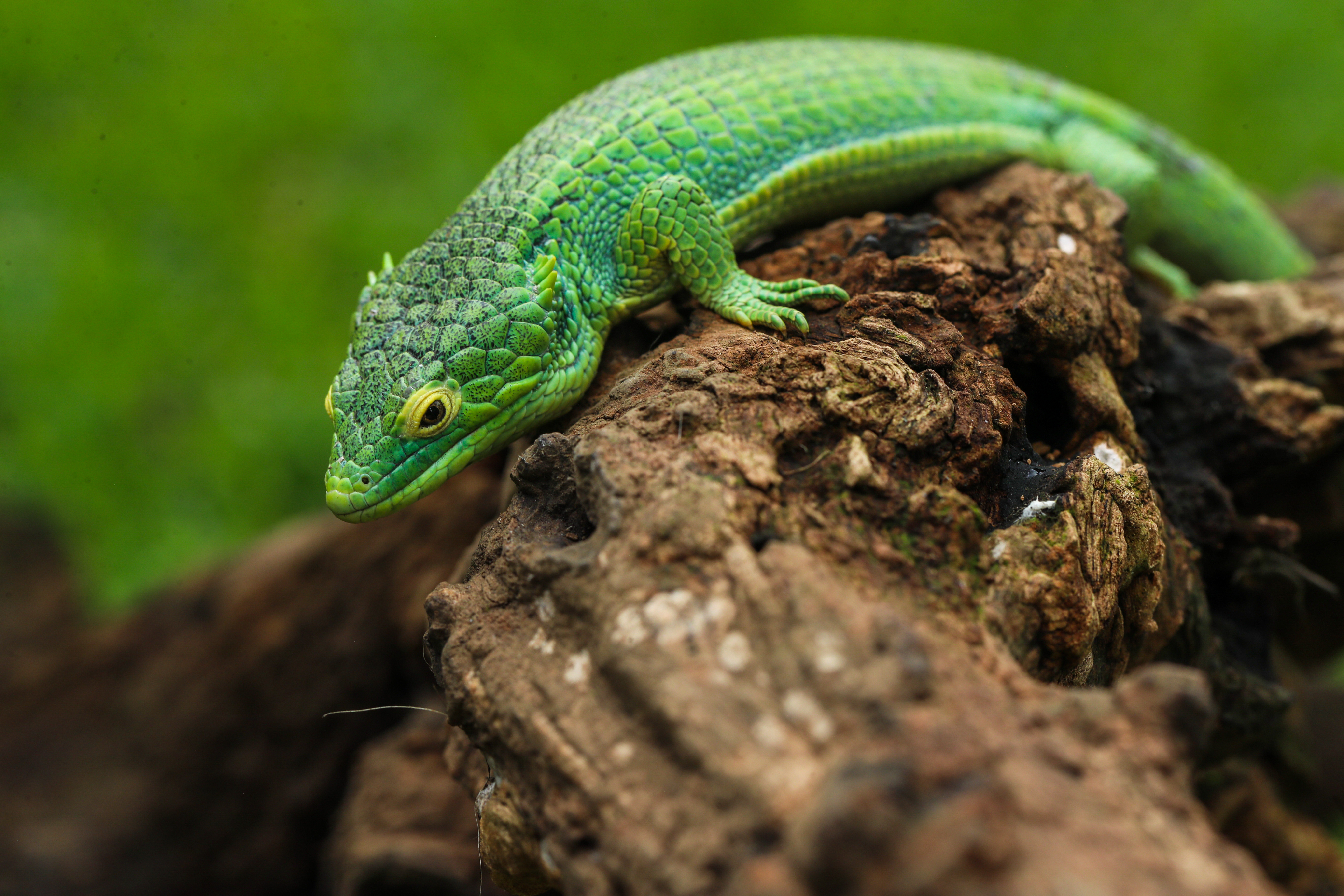 Abronia anzuetoi se conocían aspectos básicos y este redescrubrimiento ha permitido verla en su estado natural.  Una hembra  hallada en tiempos recientes es 4 mm más larga que la antes descrita.  (Foto Prensa Libre: Juan Diego González)
Juan Diego Gonzlez.   120922