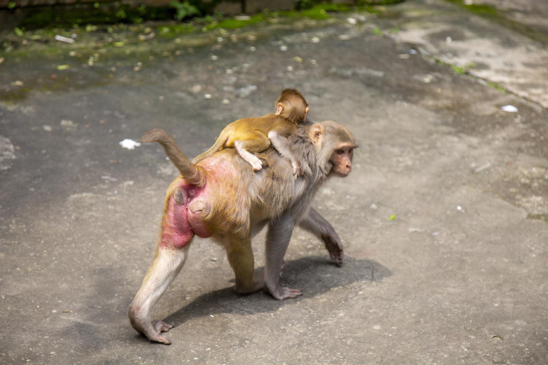 pareja de macacos