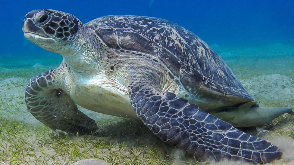 Si los humanos hubiéramos escuchado antes a las tortugas, podríamos haber sabido que envían mensajes.
GETTY IMAGES
