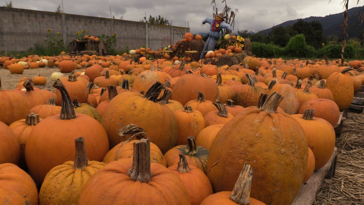 En Sigüilá, San Juan Ostuncalco, se ubica una granja donde agricultores cultivan calabazas, cuya semilla es de origen estadounidense. (Foto Prensa Libre: Mynor Toc)