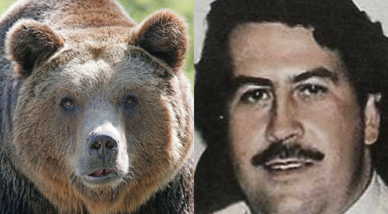 Pablo EscoBear