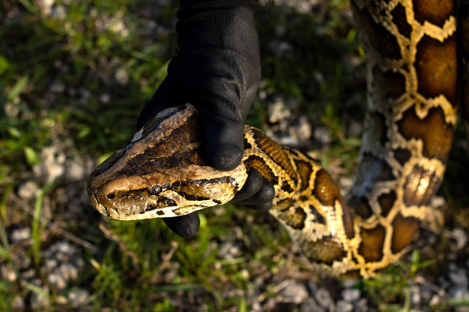 serpiente pitón