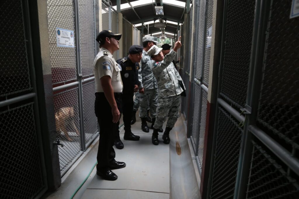 Hasta ahora la coordinación bilateral entre México y Guatemala ha permitido la visita de altos mandos mexicanos para conocer los procesos que realizan los efectivos policiales en la formación de guías e instructores K-9. Foto Mingob. 