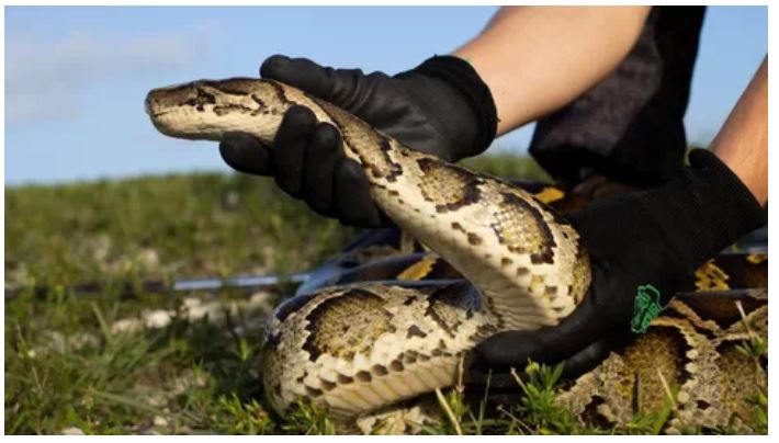 Las serpientes pitón son comunes en localidades australianas. (Foto: EFE/@lavozdegalicia/Twitter)