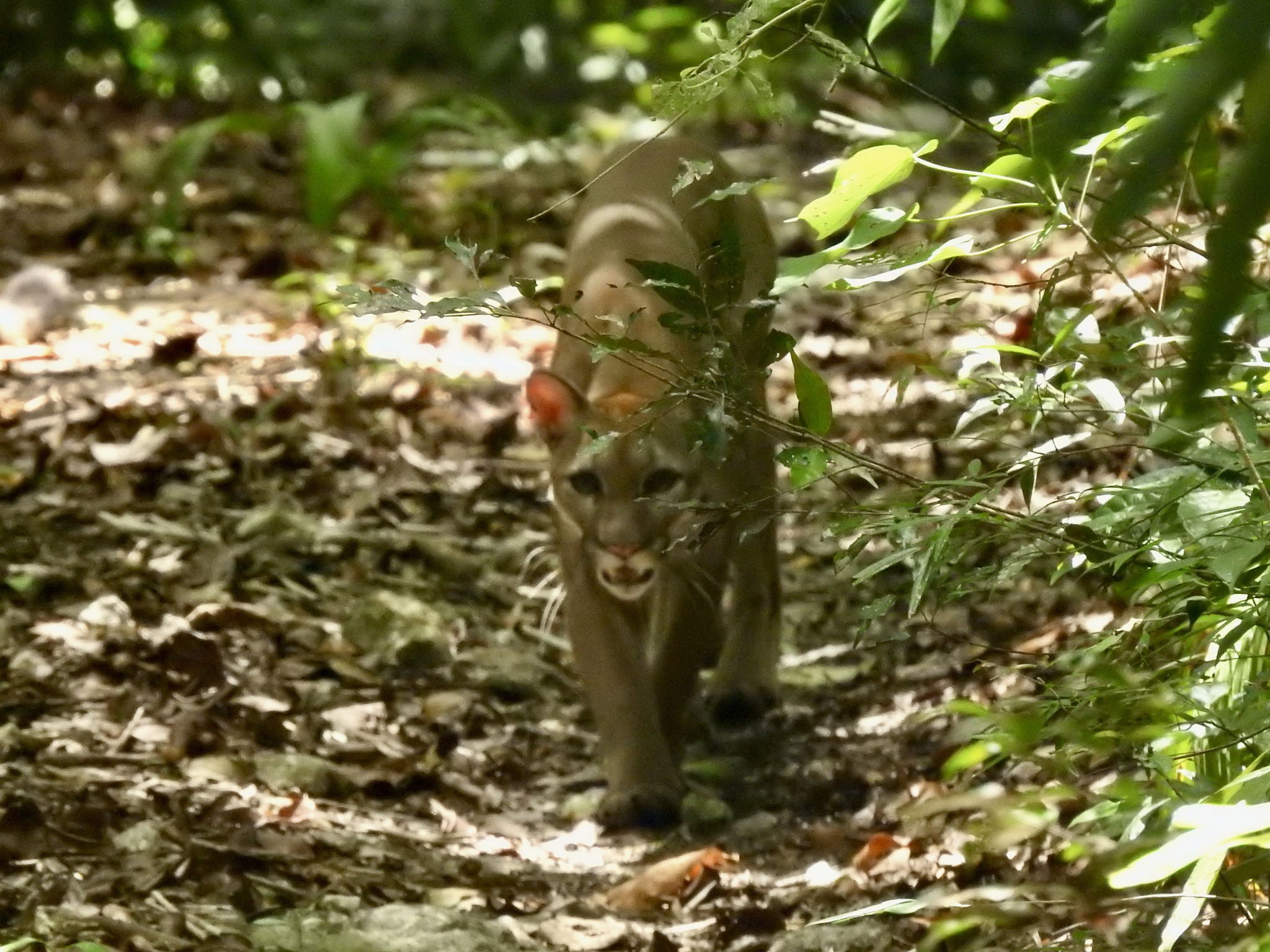 Dos pumas fueron captadas en el campamento de Dos Lagunas, en la selva de Petén, al norte de Guatemala. (Foto Prensa Libre: cortesía Francisco Asturias)