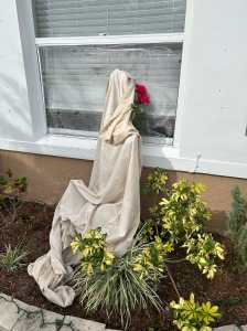 Algunas personas optan por proteger sus plantas que quedan expuestas a un clima gélido anual en Florida. (Foto Prensa Libre: Cortesía Luis Fernando Marroquín)