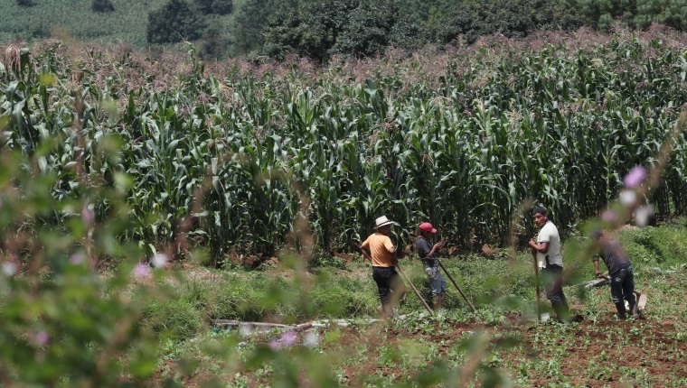 La Camagro acciona contra disposición del IGSS respecto a contribuciones al Seguro Social de trabajadores a tiempo parcial. (Foto Prensa Libre: Hemerteca PL).