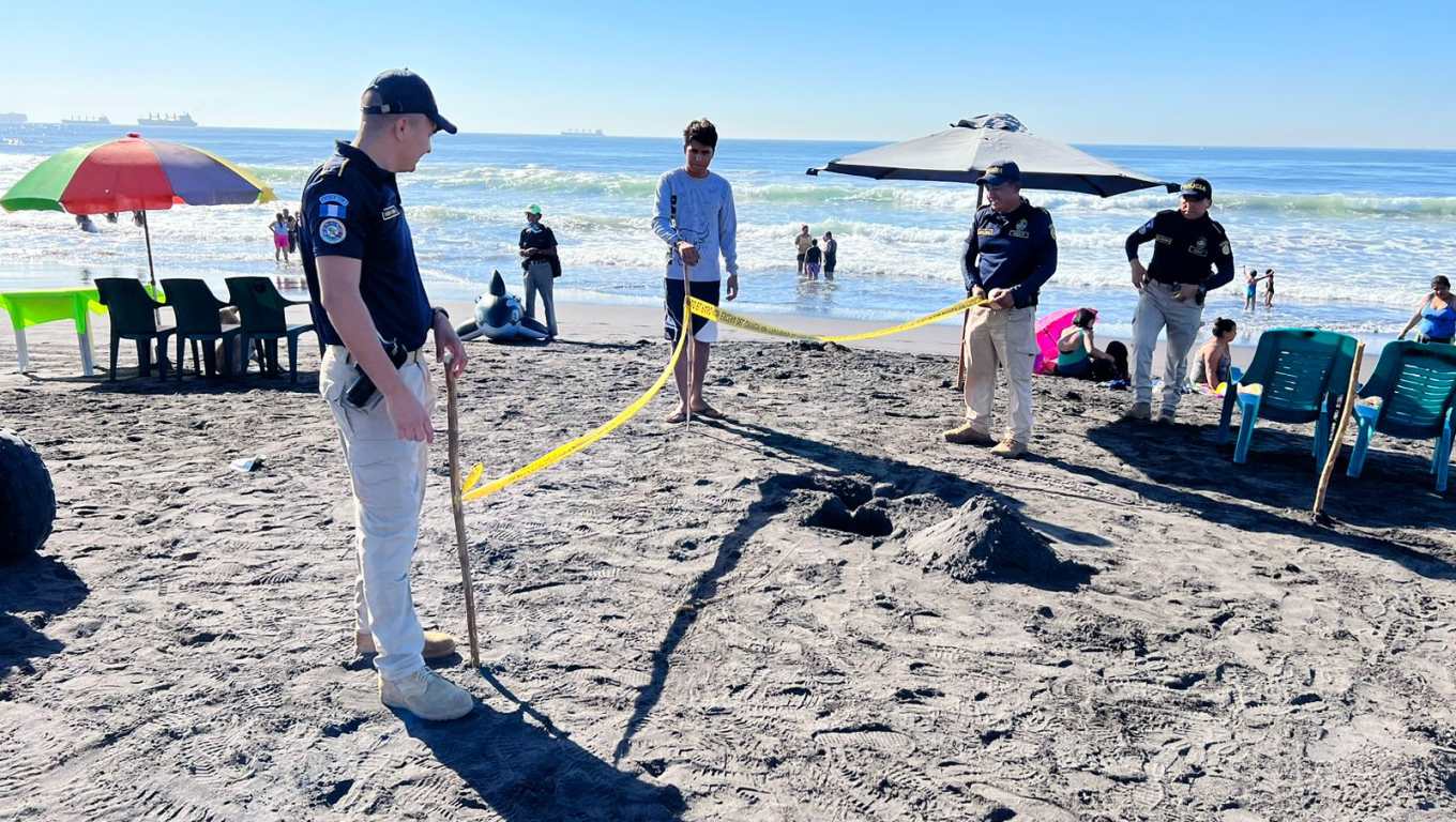 Agentes de la División de Protección Turística de la Policía Nacional Civil pusieron en resguardo a una serpiente marina venenosa en el Puerto San José. (Foto Prensa Libre: Cortesía PNC).