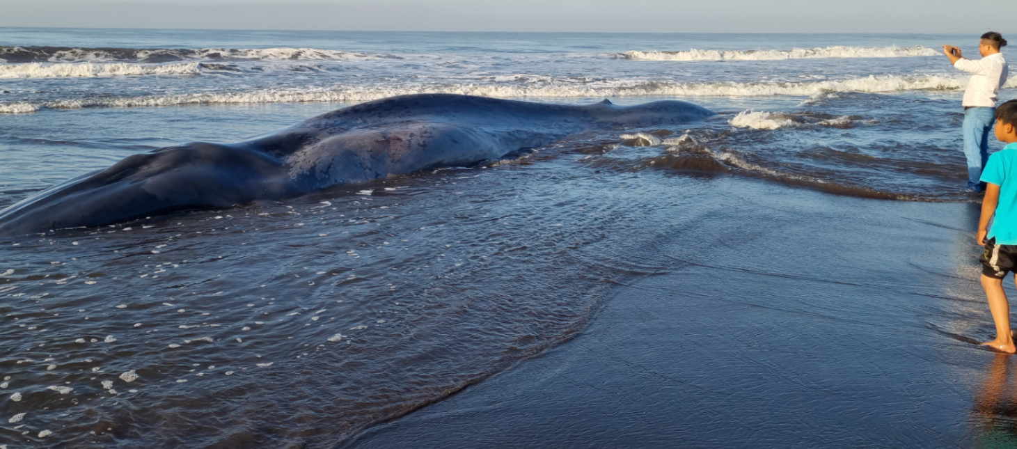 LOCALIZAN BALLENA EN RETALHULEU