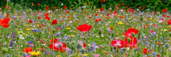 Por qué tienen tantos colores las flores