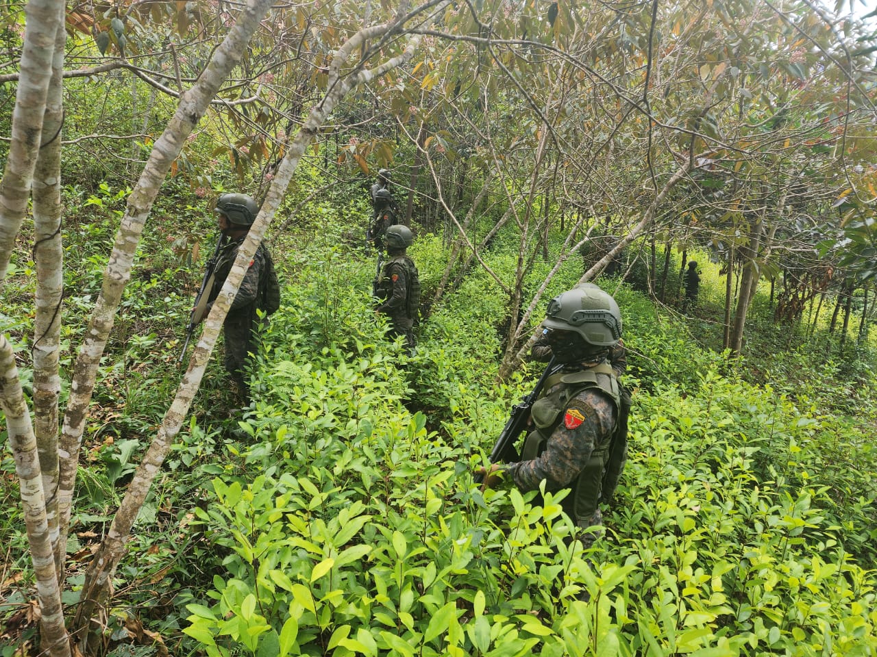 Una plantación de hoja de coca fue localizada por el Ejército de Guatemala en Alta Verapaz. (Foto Prensa Libre: Ejército de Guatemala)