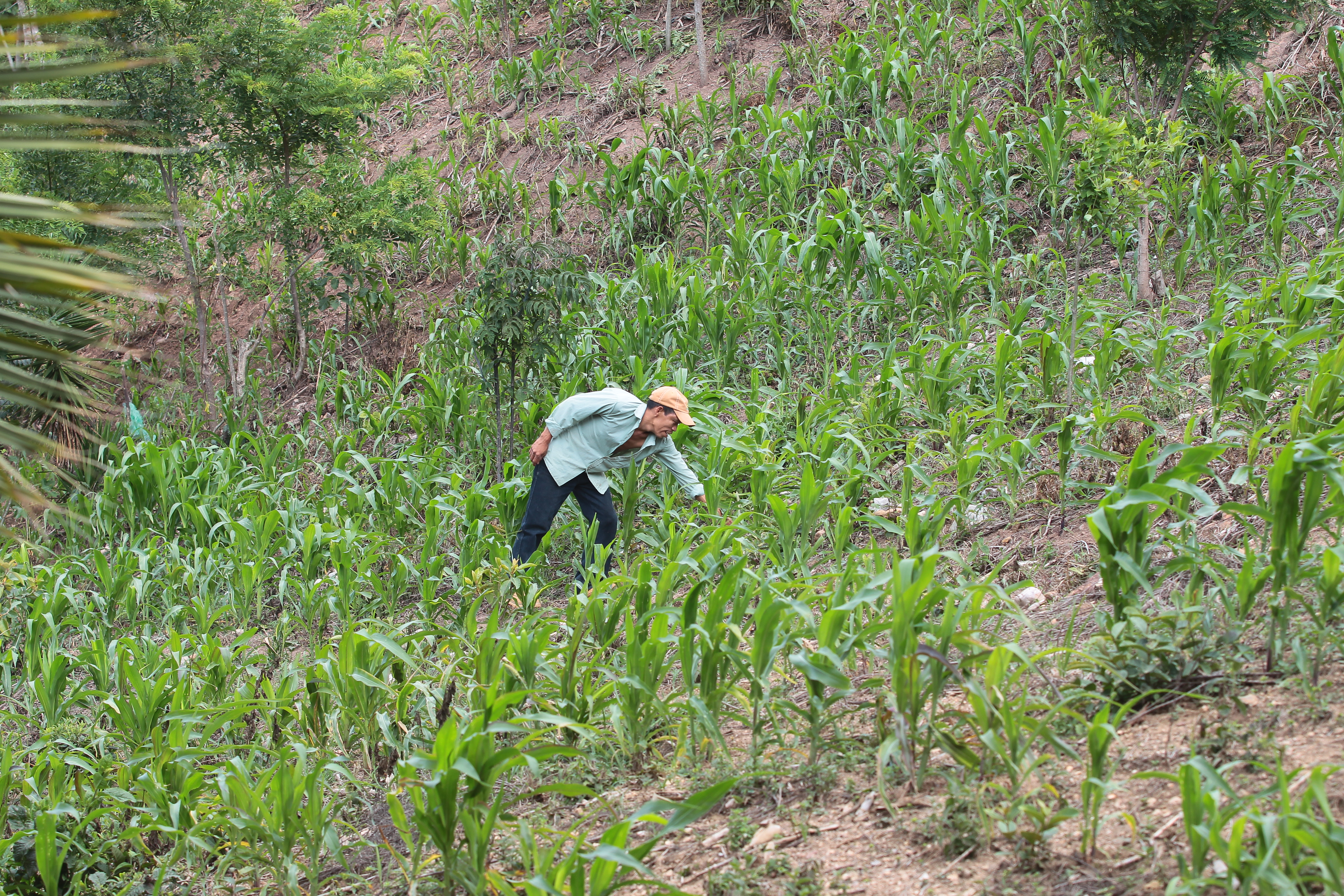 La Cámara del Agro y la Cámara de Comercio piden que se transparente la deuda del Estado al IGSS ante nuevas disposiciones referentes a patronos  de inscribirse si tienen desde un trabajador e adelante. (Foto Prensa Libre: Hemeroteca PL).