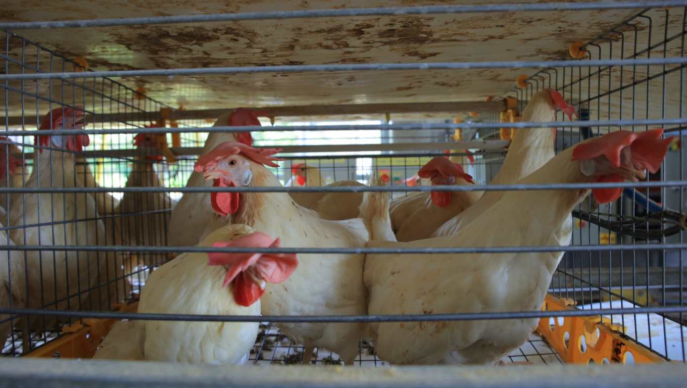 Desde la primera quincena de enero de 2023, Epidemiología emitió una alerta preventiva por la gripe aviar H5N1. (Foto Prensa Libre: Maga)