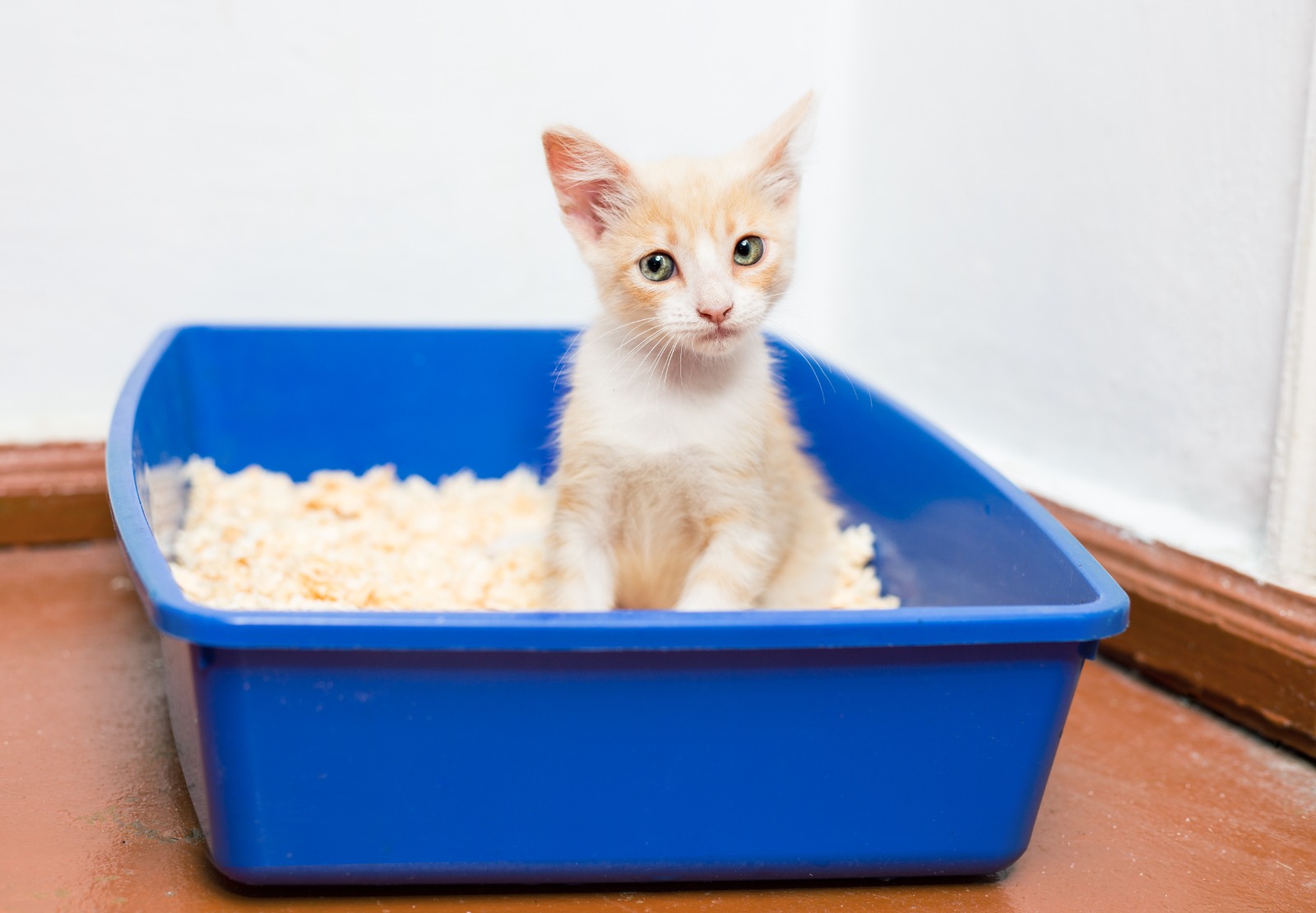 Consejos para elegir el arenero para el gato y los sustratos