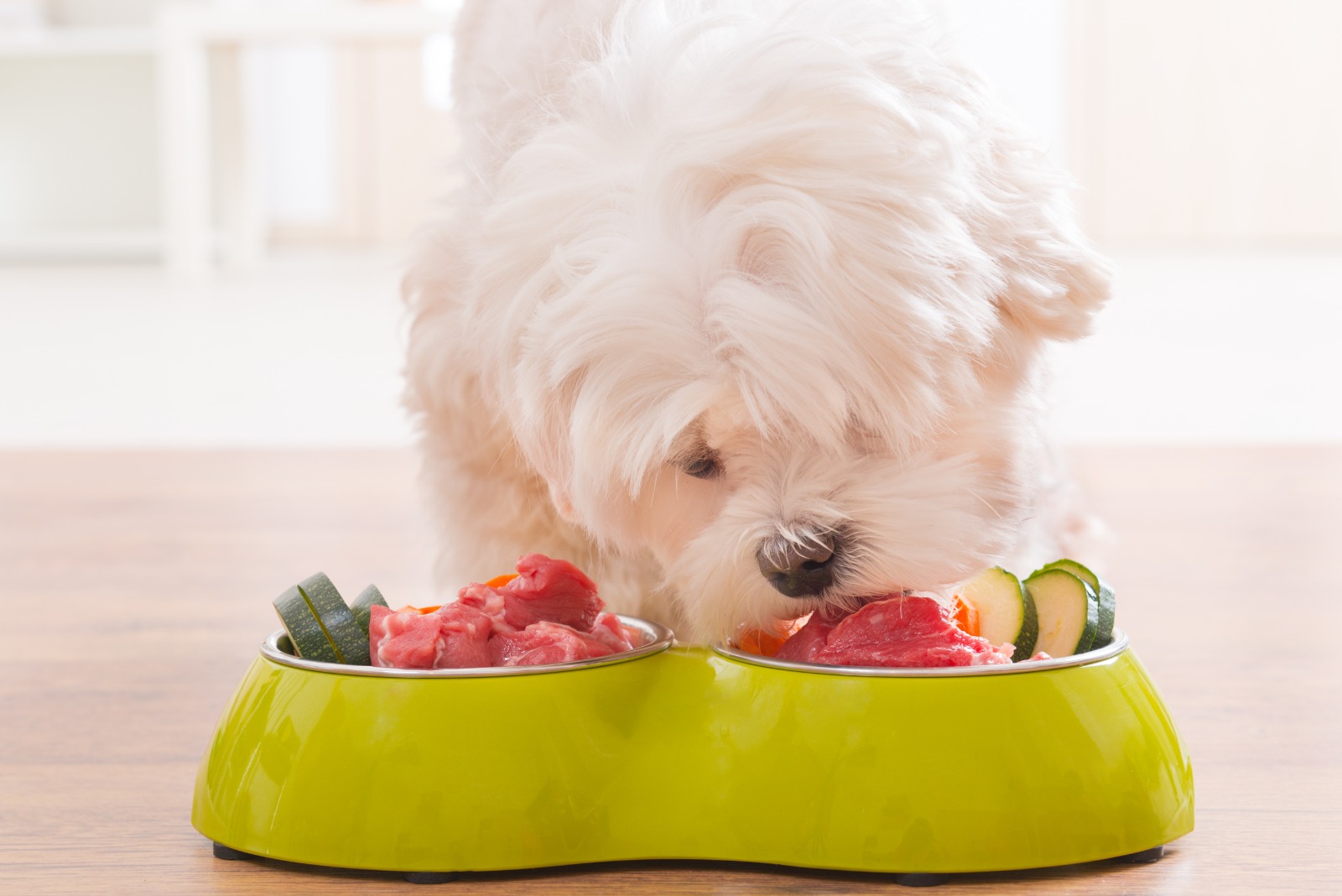 ¿Se le puede dar comida natural a perros y gatos?