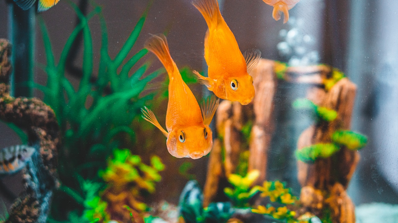 Escuchar el ruido del agua y ver el movimiento de los peces genera sensación de bienestar y relajación. (Foto Prensa Libre: Chait Goli en pexels.com).