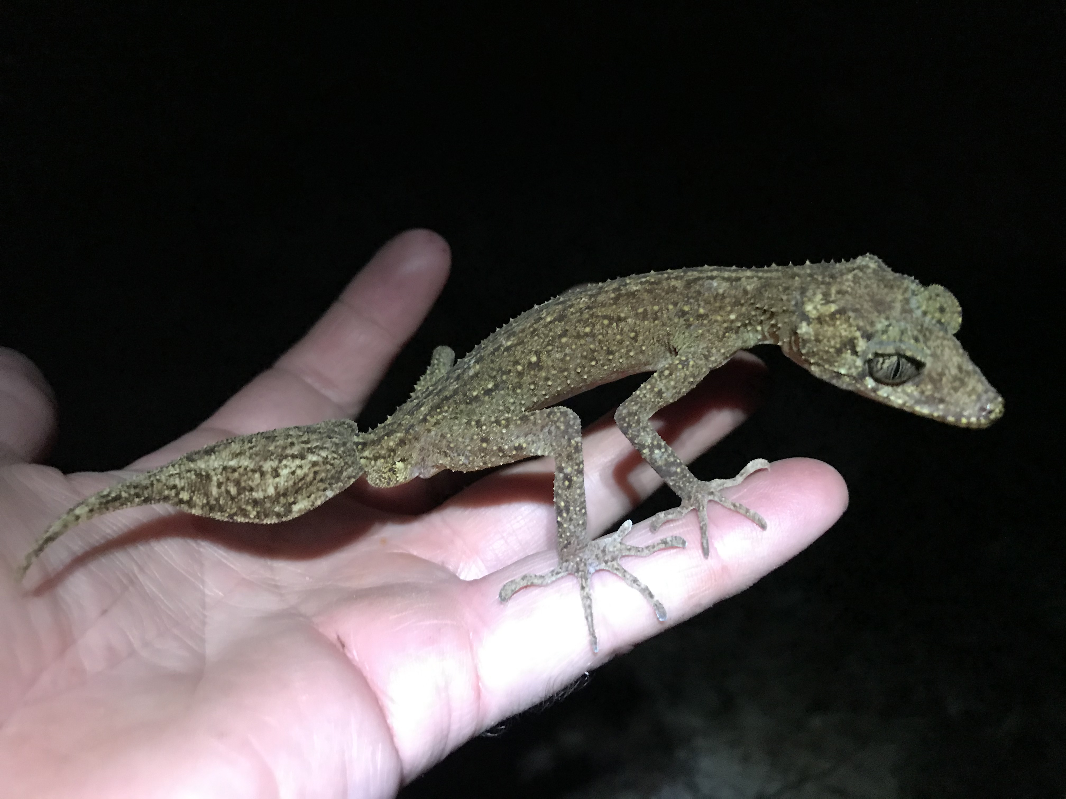 El pequeño reptil descubierto en el noreste de Australia es conocido como salamanquesa o salamanquita. (Foto Prensa Libre: EFE/ Universidad James Cook de Australia)