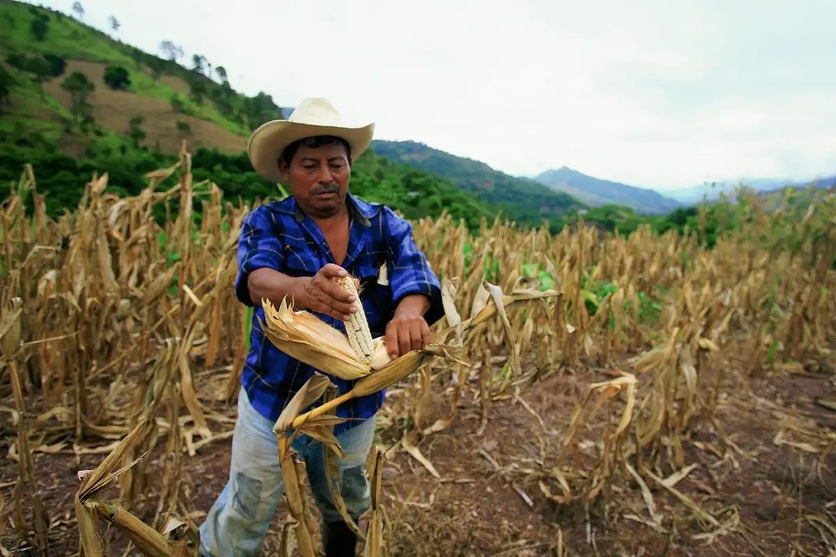 Expertos advierten que los eventos extremos como canículas y lluvias torrenciales, combinados con el aumento de la temperatura y cambios en los patrones de las precipitaciones, asociados al cambio climático, acechan la agricultura de pequeña escala en la región. (Foto Prensa Libre: Hemeroteca PL).