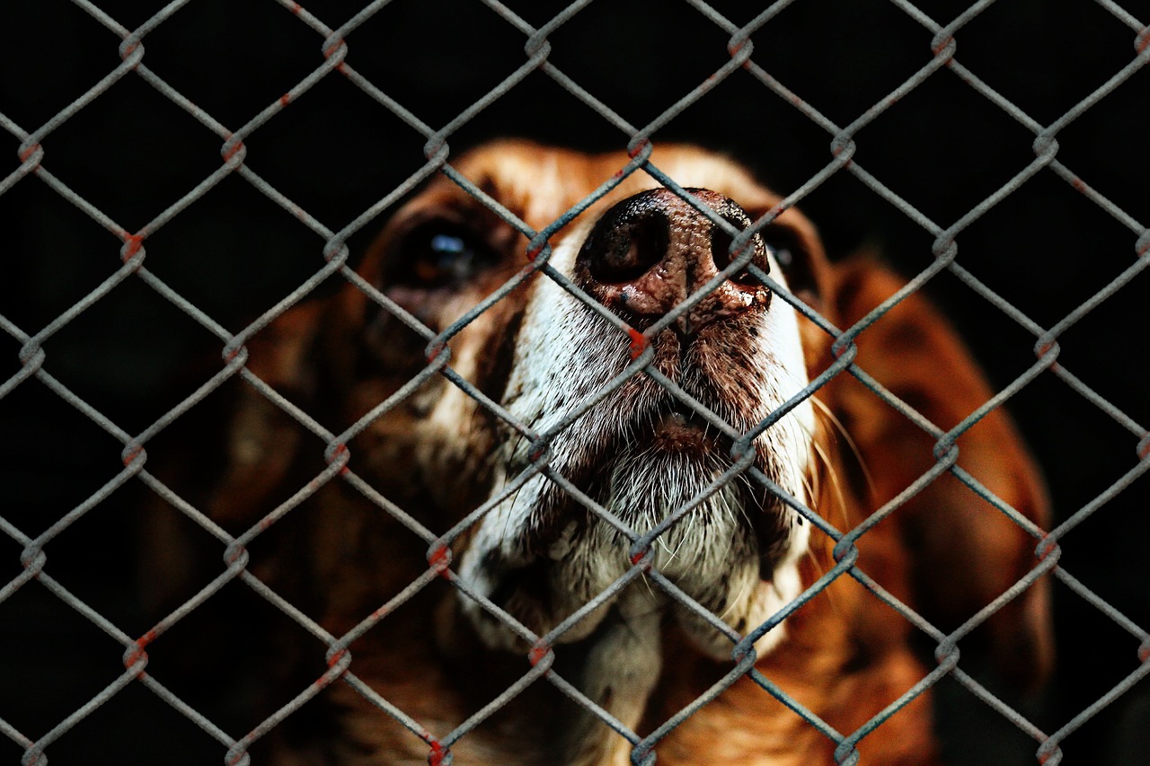 Hombre arrastra a un perro con su motocicleta en San Marcos